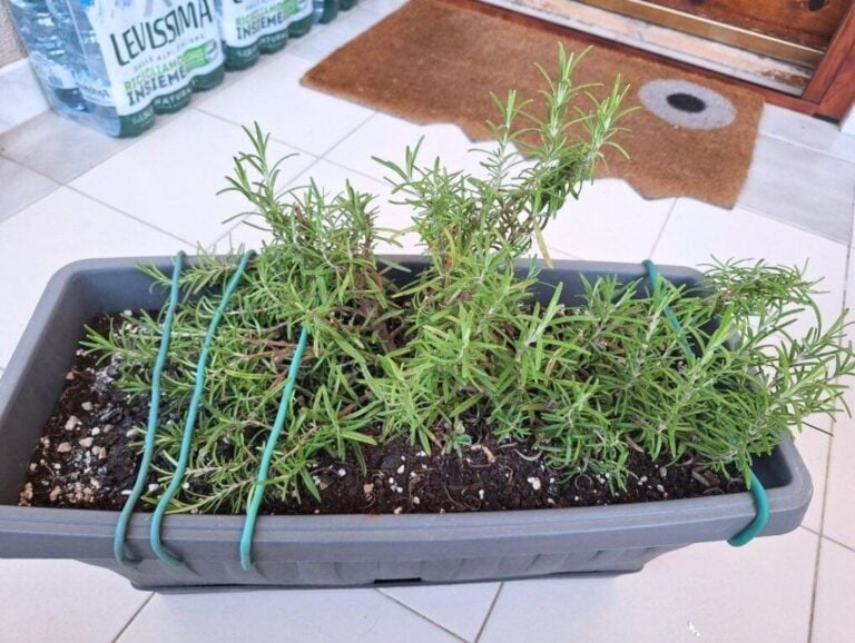 rosemary by the door