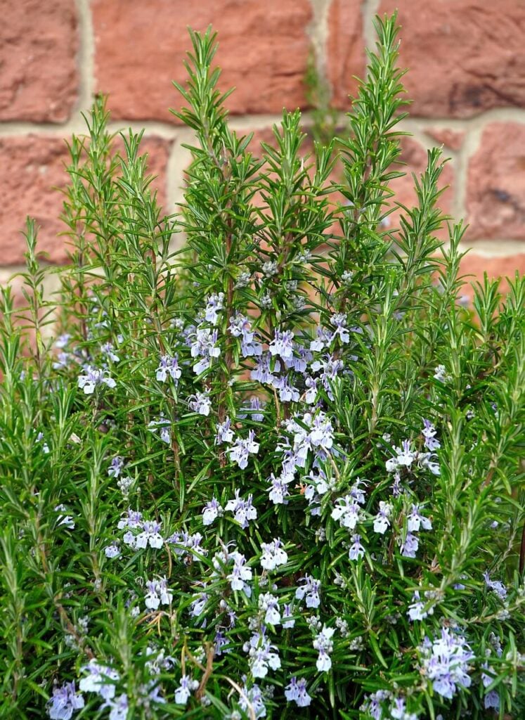 Rosemary flowers