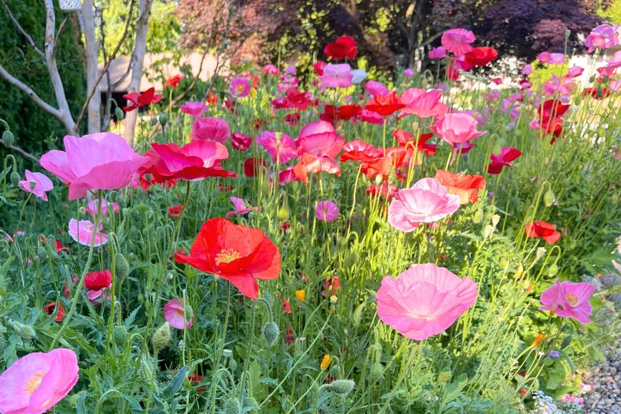 Wildflowers