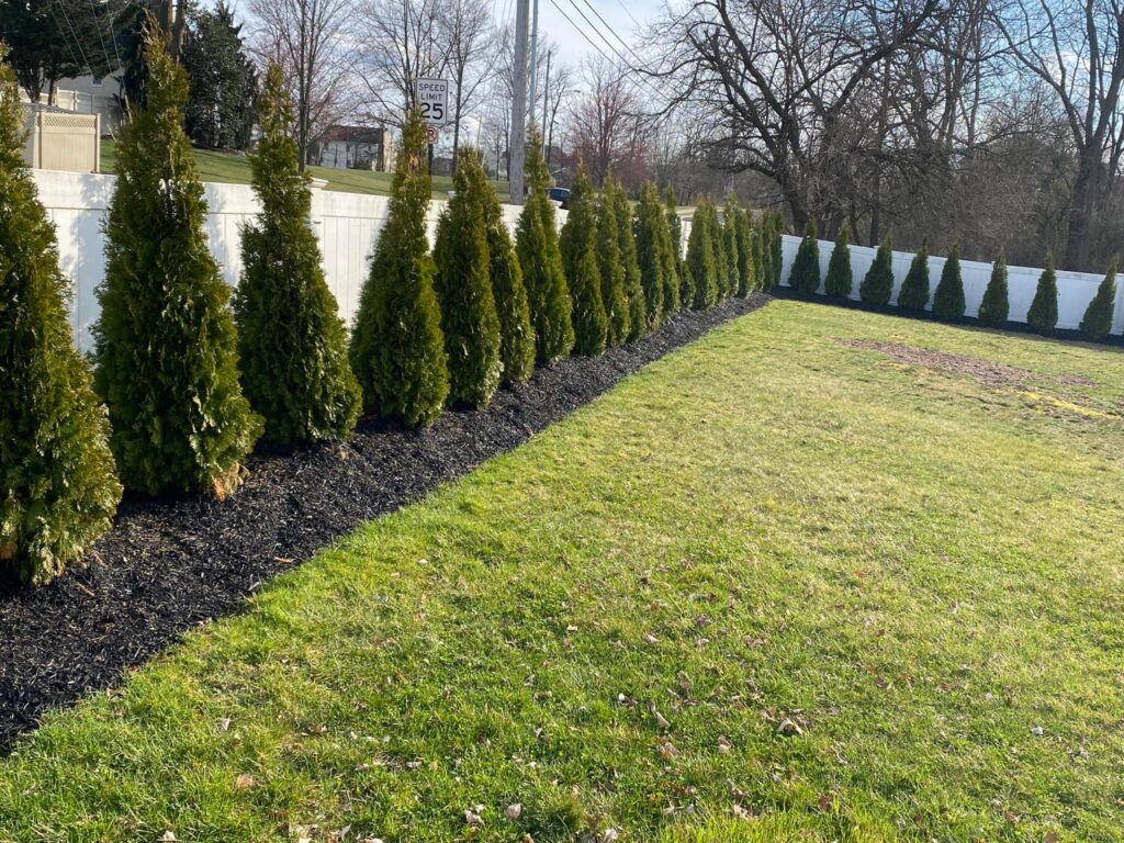 Arborvitae fence