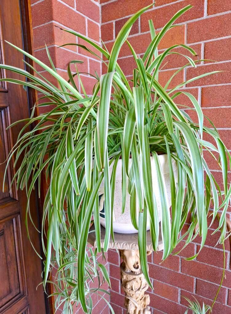 Big spider plant