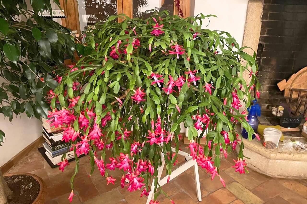 Christmas Cactus at home