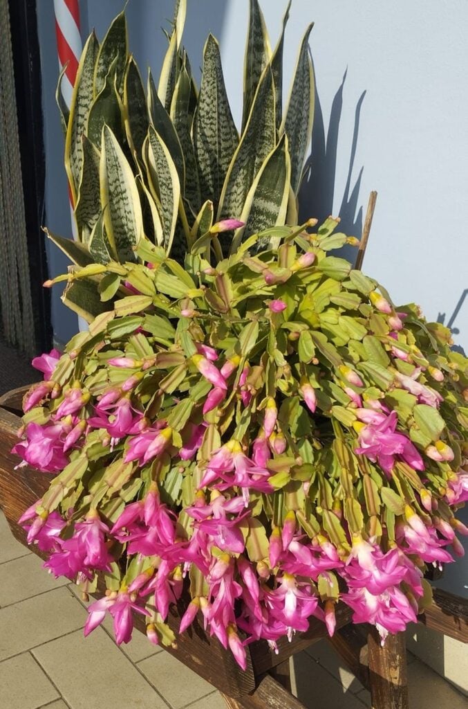 Christmas cactus excessive direct sun