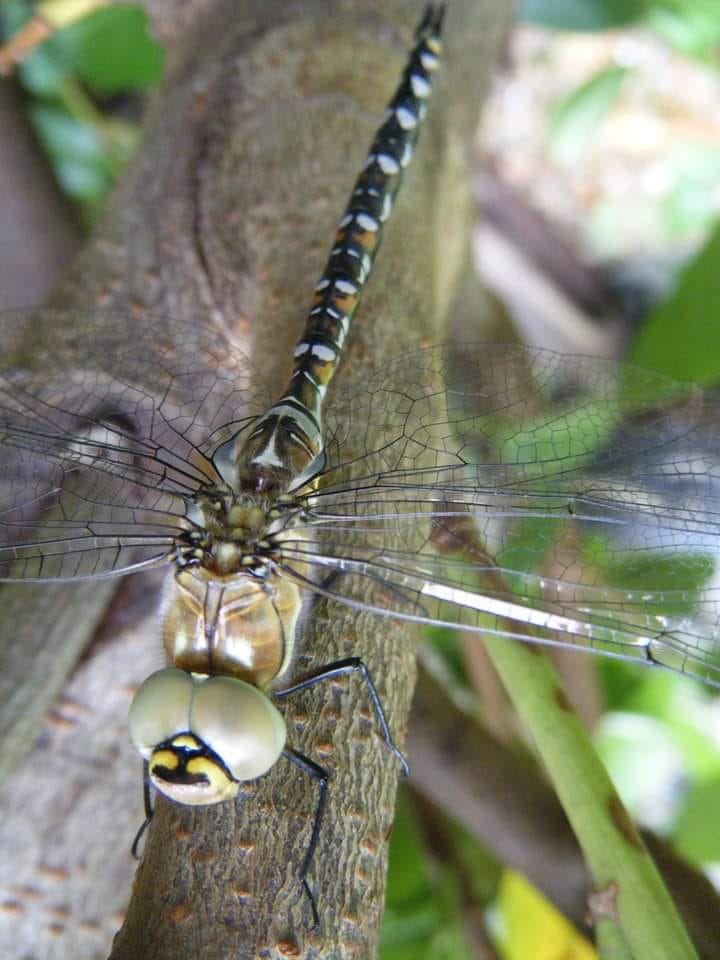 Dragonfly on a trunk