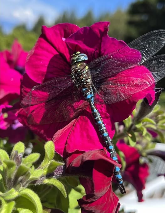 Dragonfly on red flower