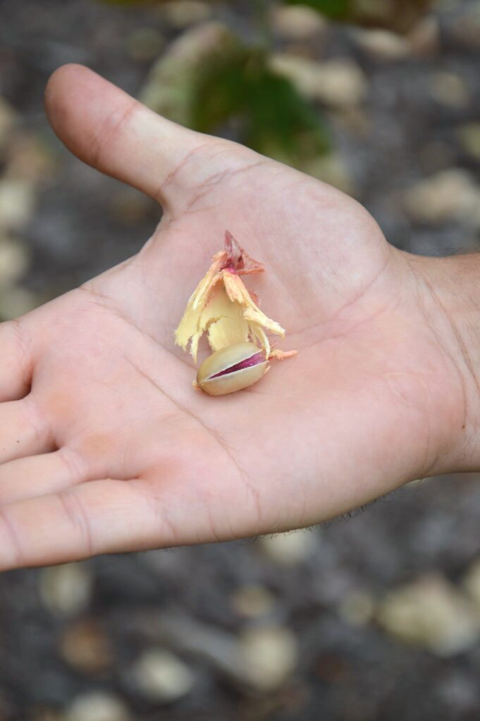 Freshly harvested pistachios in Sicily