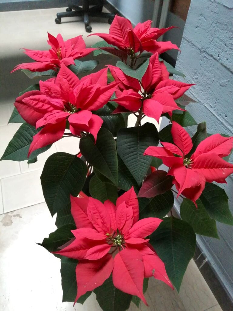 Healthy poinsettia with vibrant color