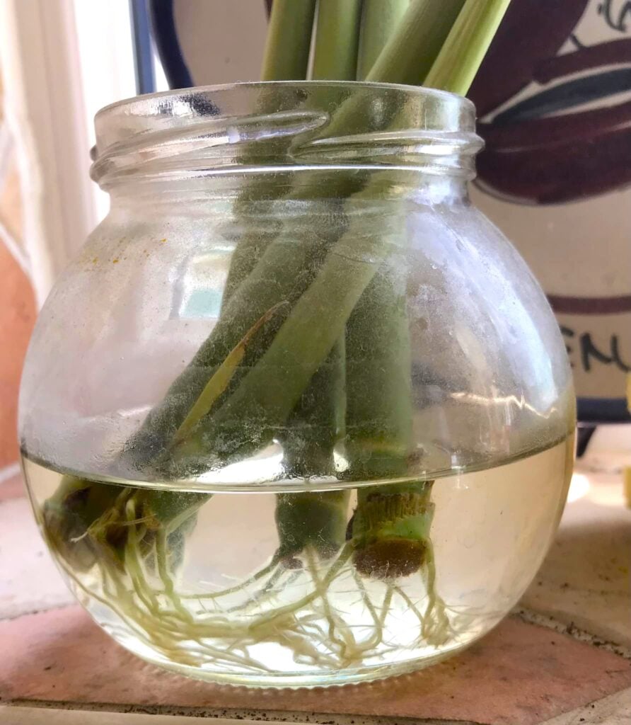 Lemongrass in water