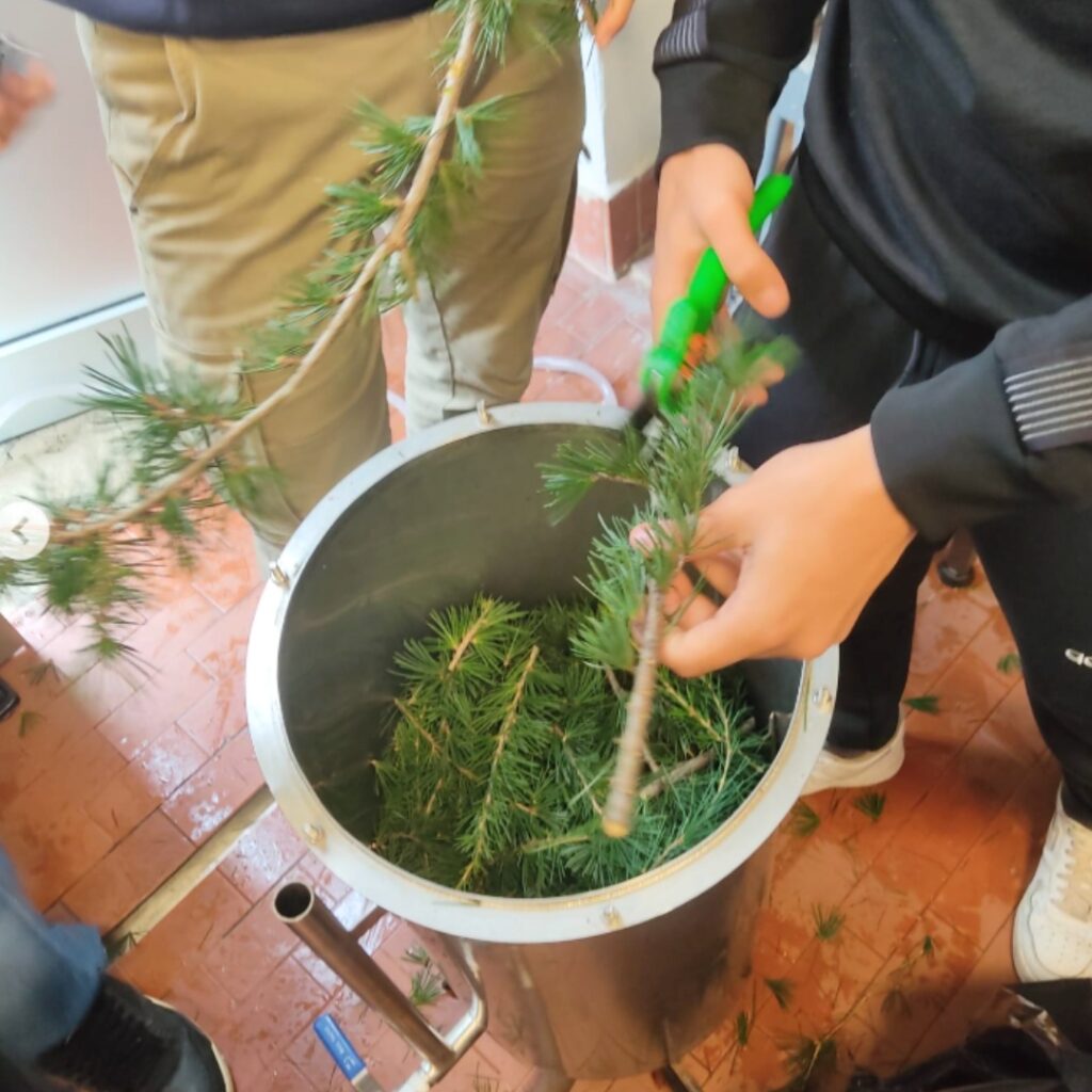 Making Pine Needle Oil