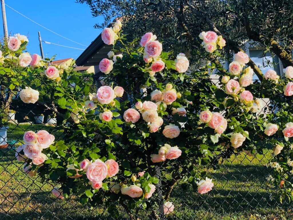 Metal mesh with roses