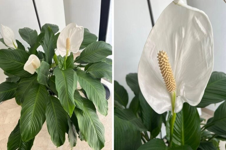 Peace Lilies