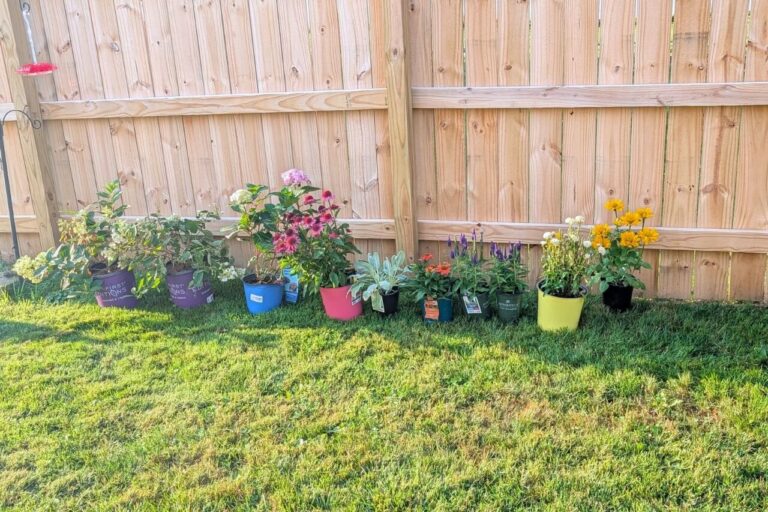 Planning a living fence