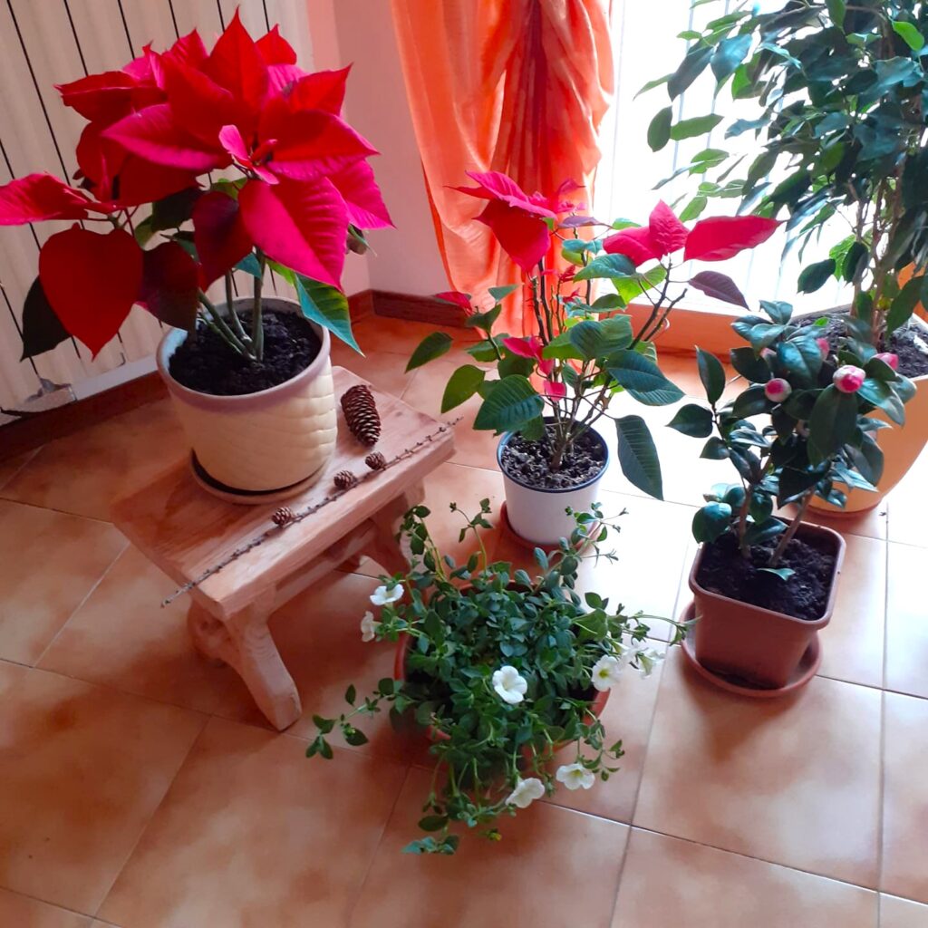 Poinsettia with other plants