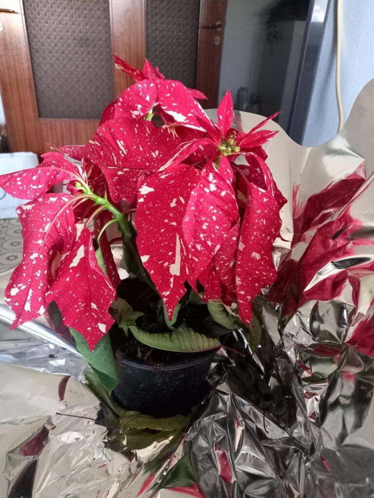 Poinsettia with wilted leaves