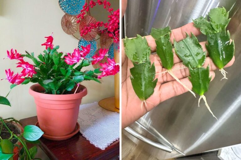 How to Propagate a Christmas Cactus in 7 Simple Steps