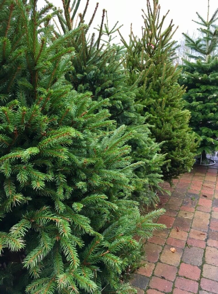 Real Christmas trees