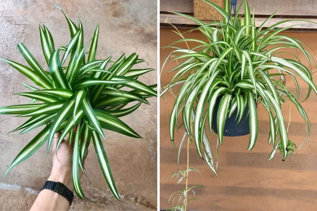 Spider Plants
