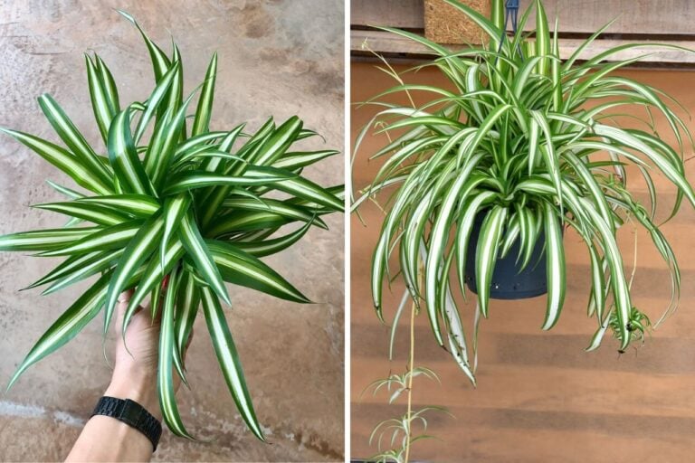 Spider Plants