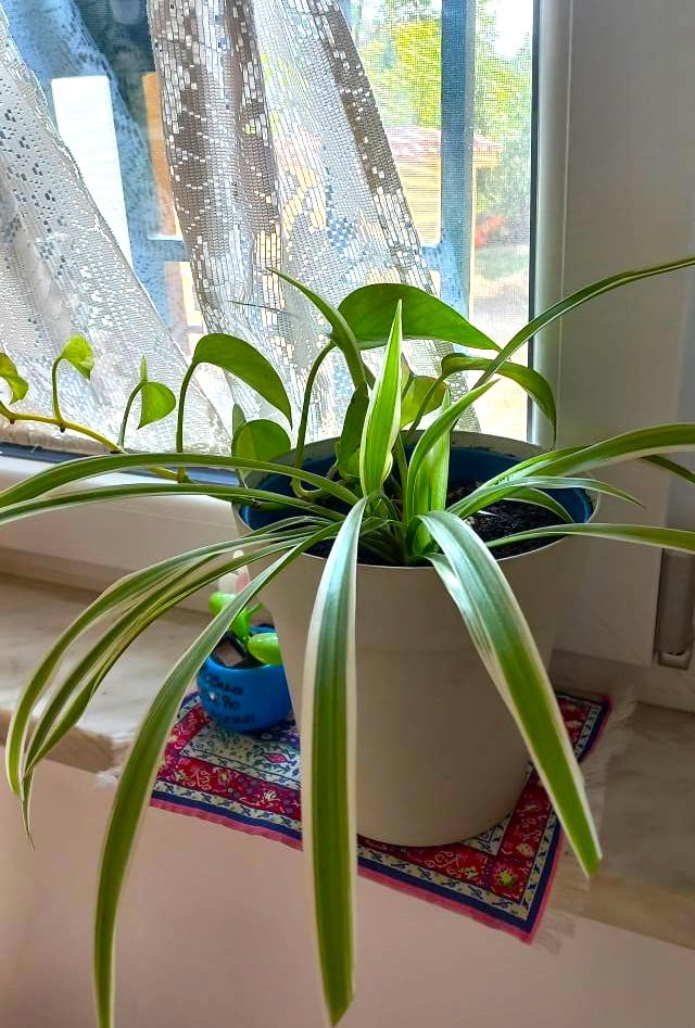 Spider plant indoor