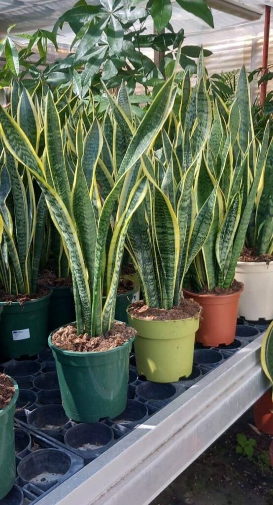 Three snake plants