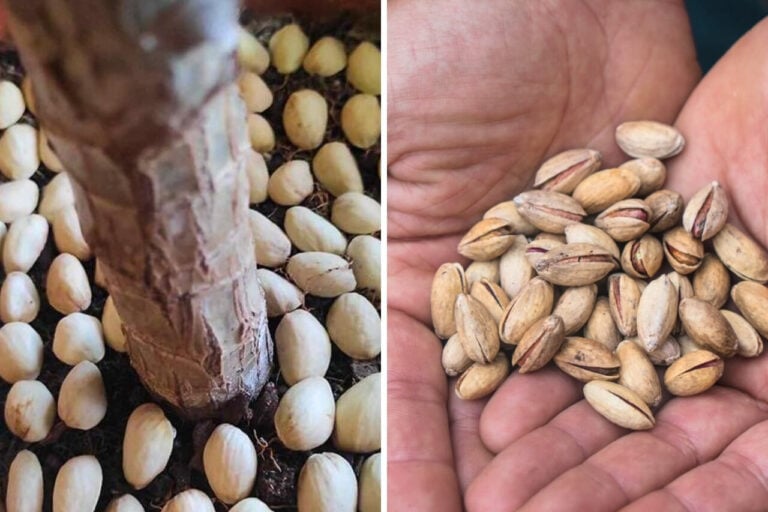 Use pistachio shells in garden