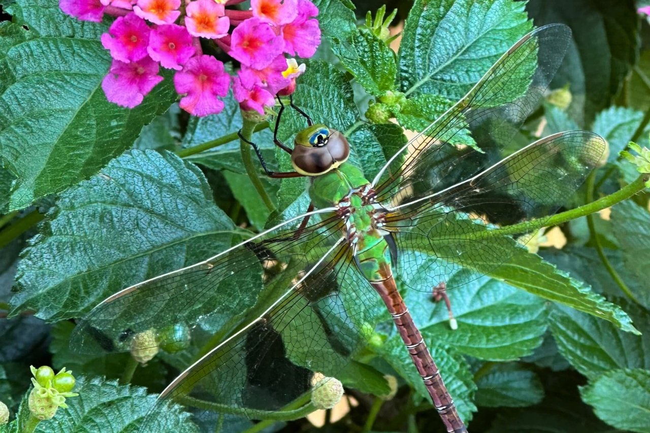 dragonfly on a plant