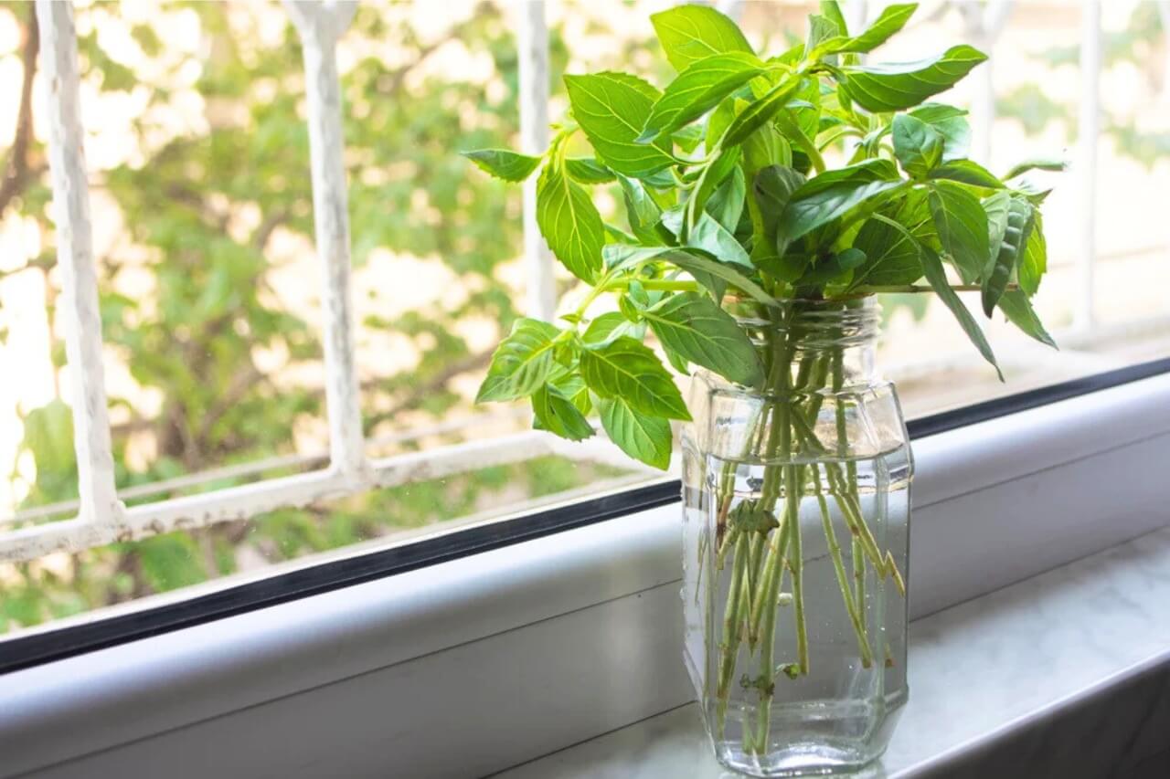 grow herbs water jar