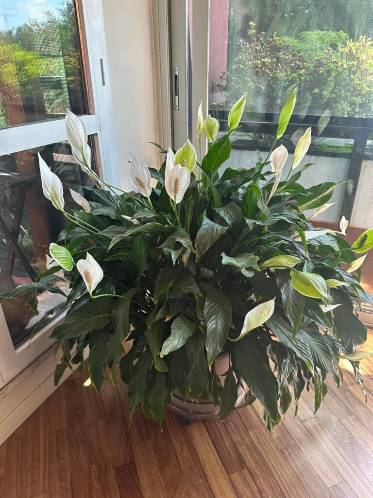 Huge peace lily