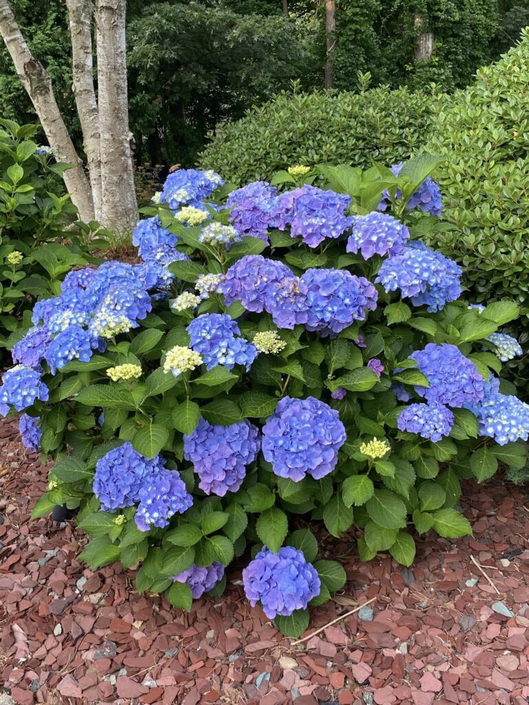 Hydrangeas trated with coffee