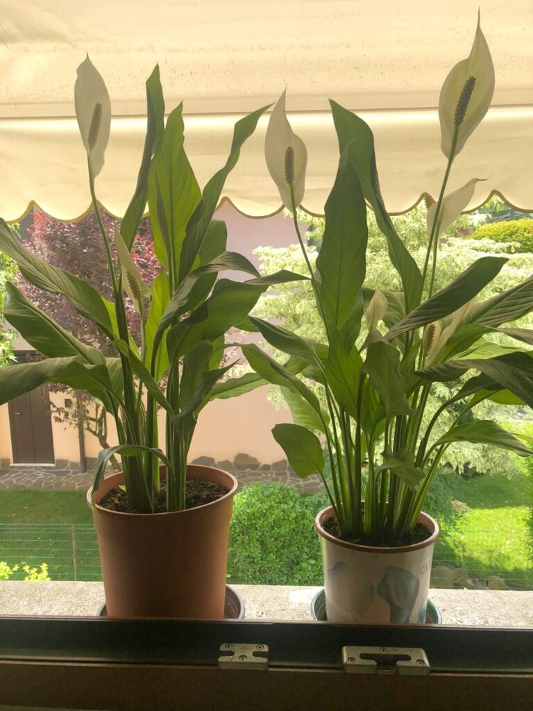 peace lilies on the windowsill