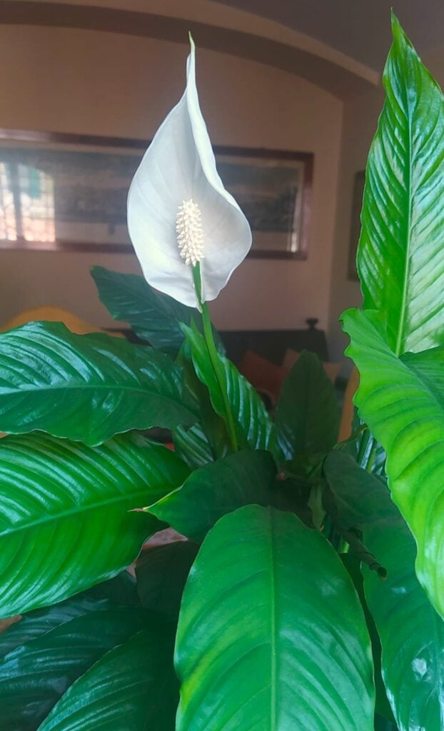 Peace lily green leaves and flower
