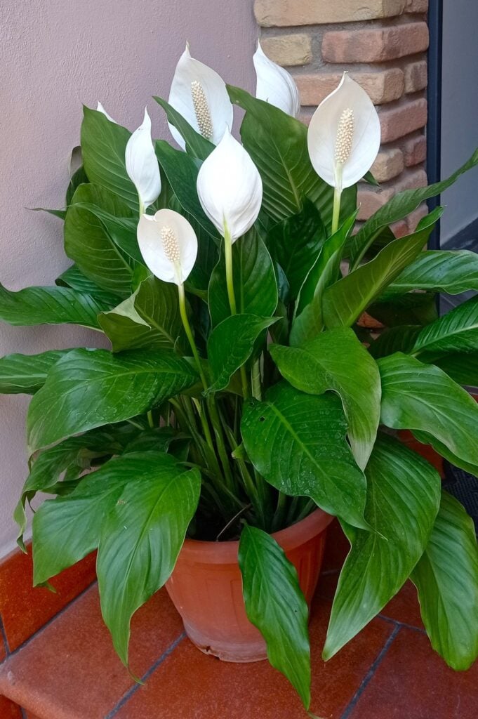 Peace lily outside