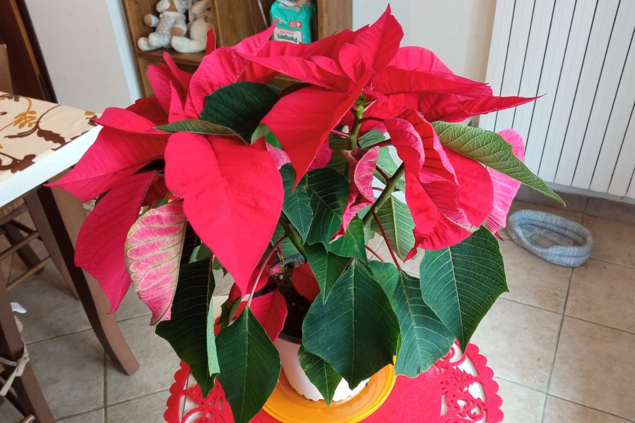 poinsettias AT HOME