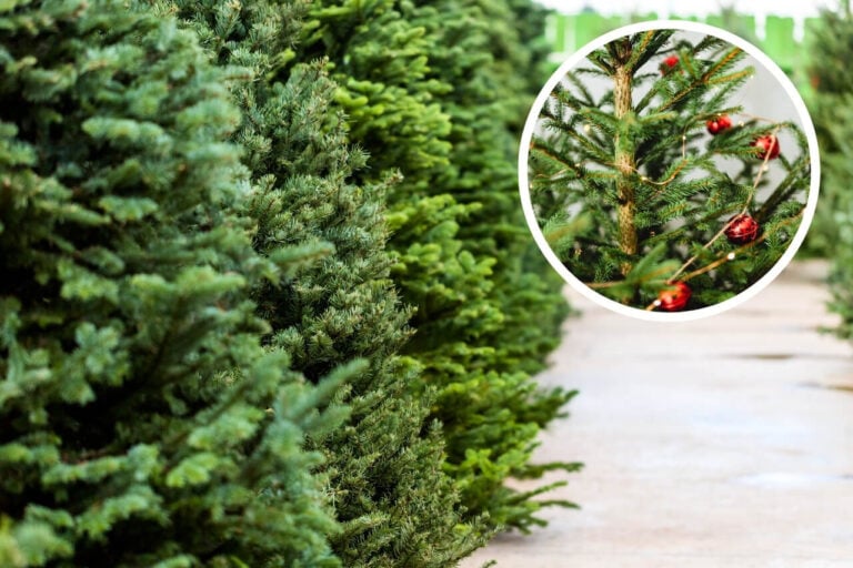 7 Things You Have to Check About Your Christmas Tree