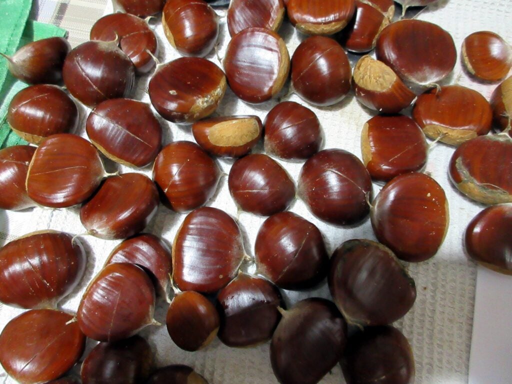 Scored chestnutes