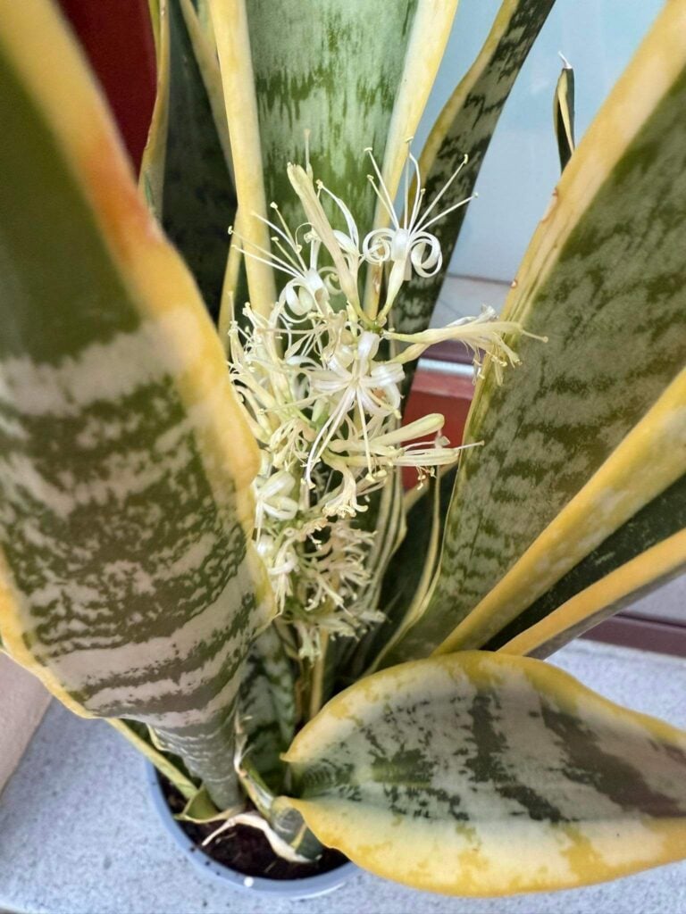 Snake plant flower