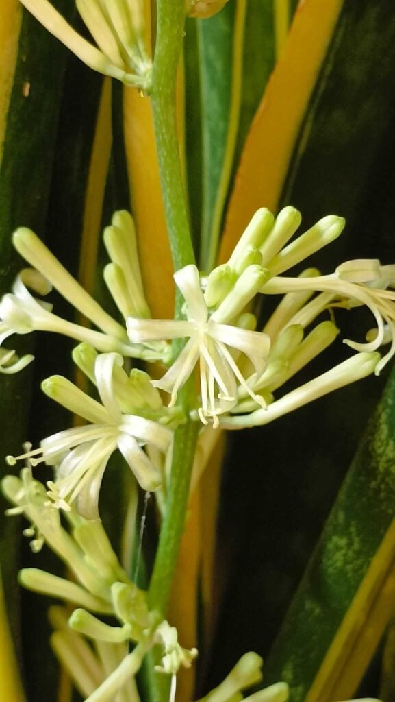 Snake plant flower