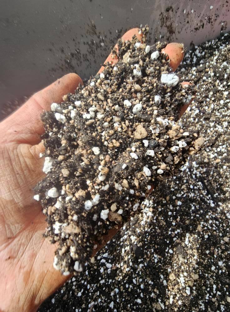 Succulent potting mix