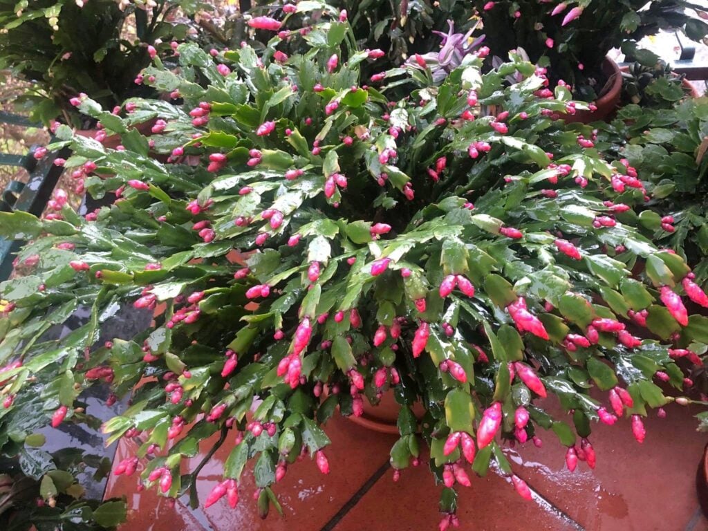 Water on Christmas cactus