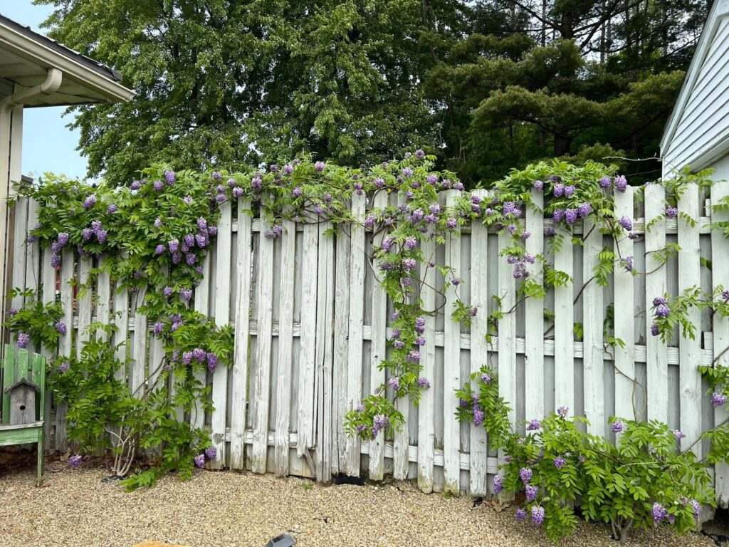 Wisteria fence