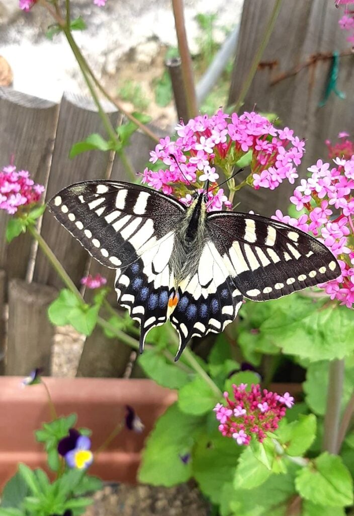 Butterfly in garden