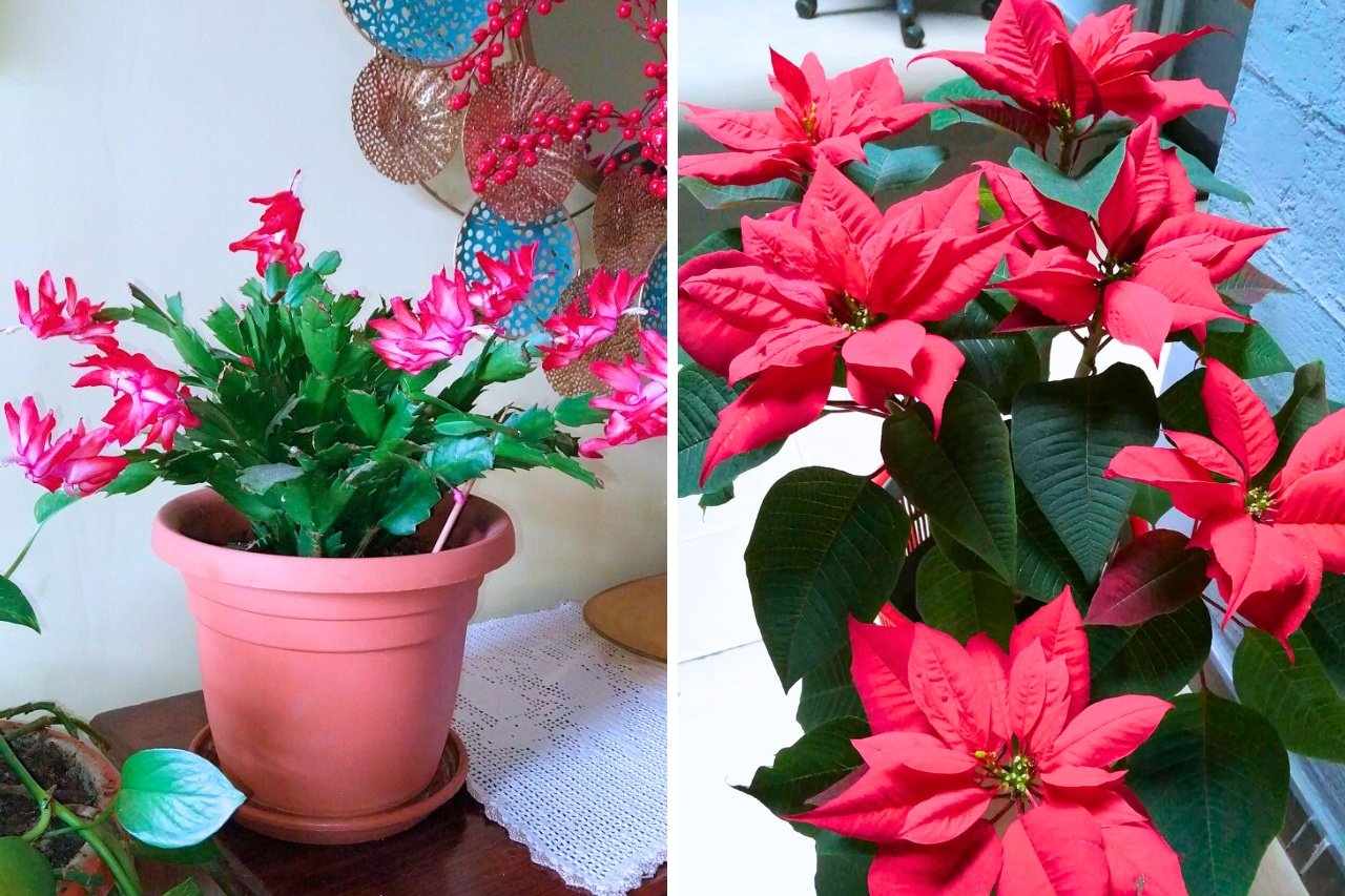 Christmas Cactus and Poinsettias