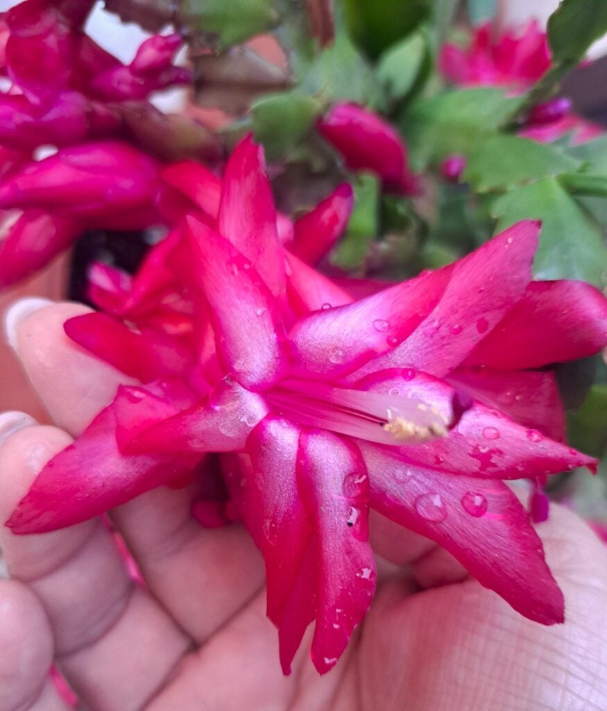 Christmas cactus flower