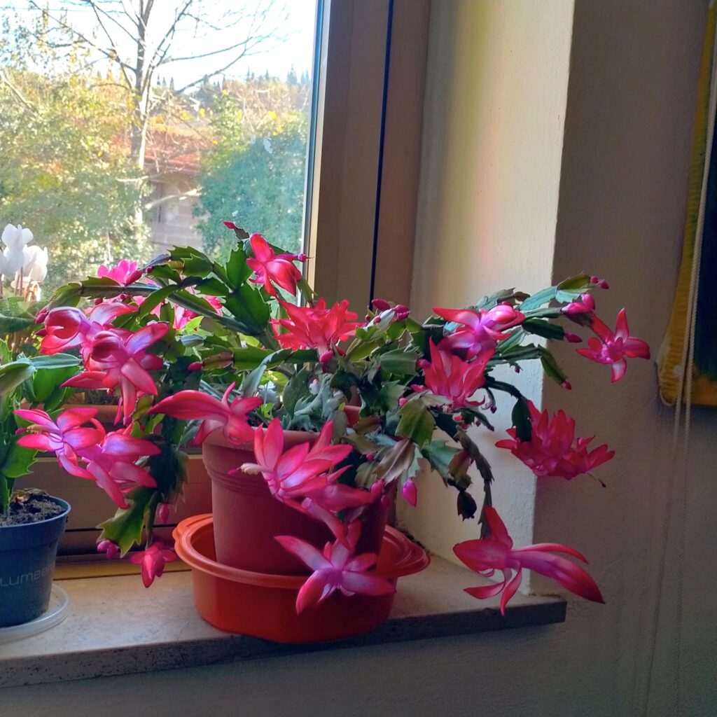 Christmas cactus near east-facing window