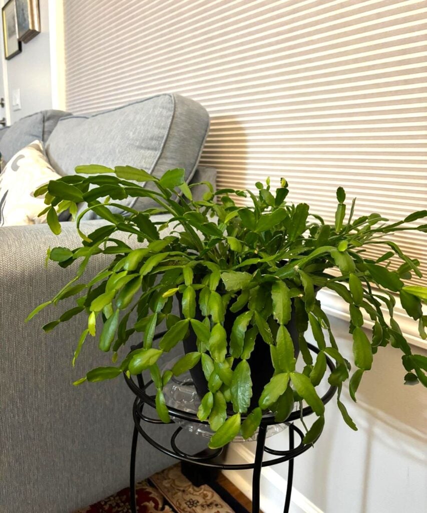 Christmas cactus without flowers