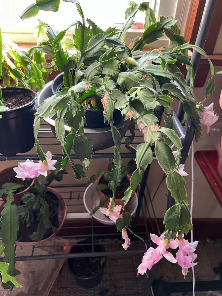 Christmas cactus with scars from past stress