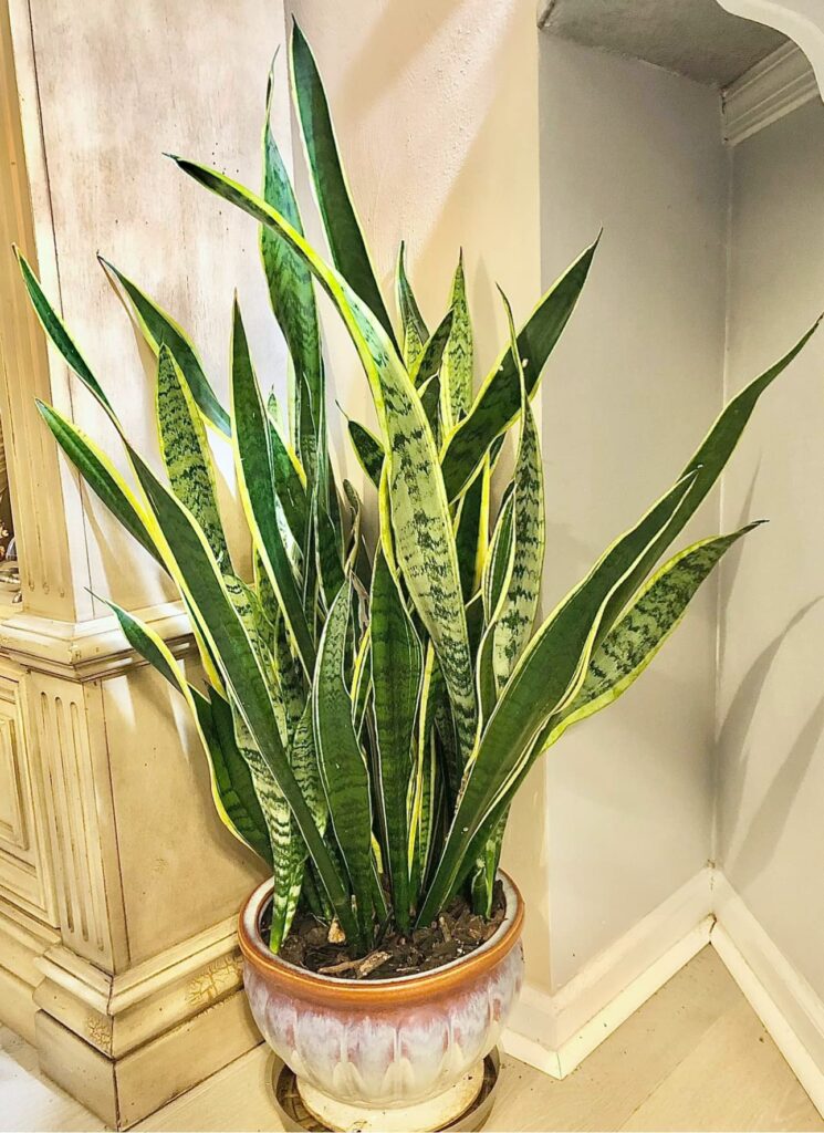 Huge snake plant