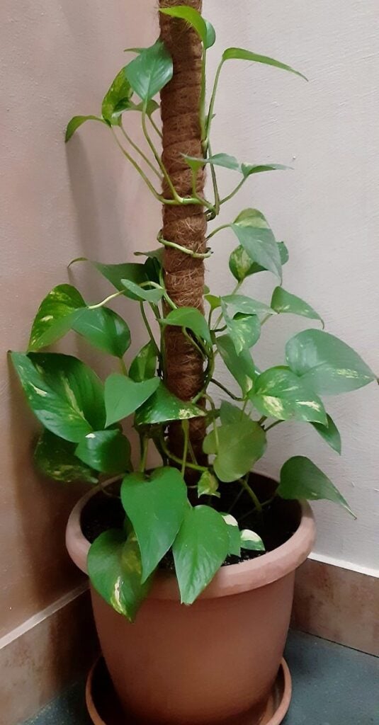 Pothos in a dark corner