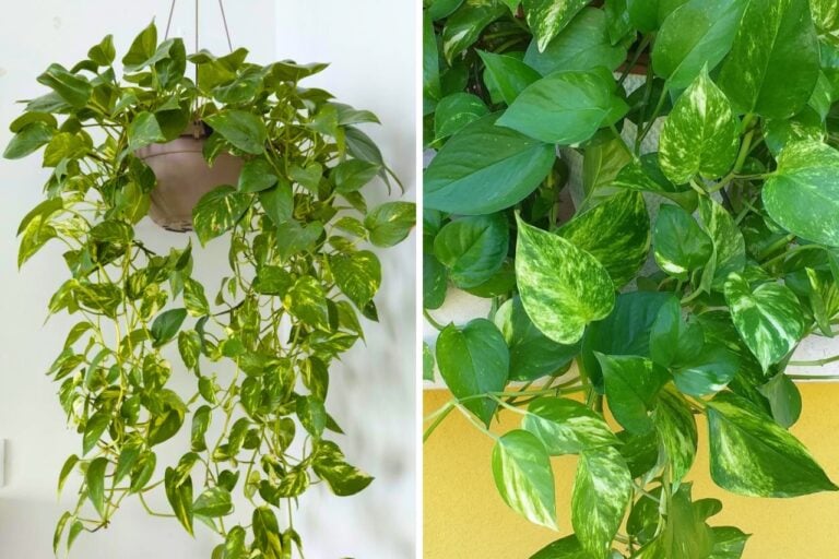 7 Mistakes You Should Always Avoid with Pothos