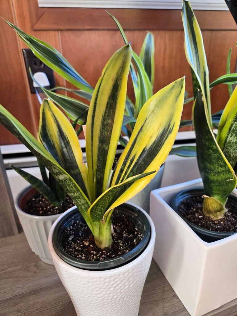 Snake plants